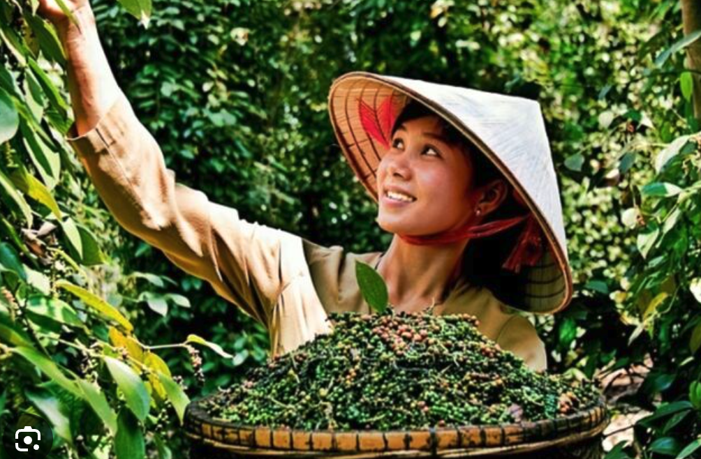 Visite d'une plantation de poivre